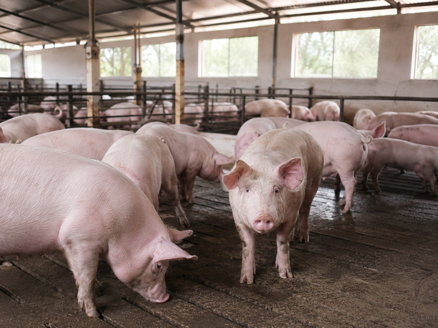 Pig production